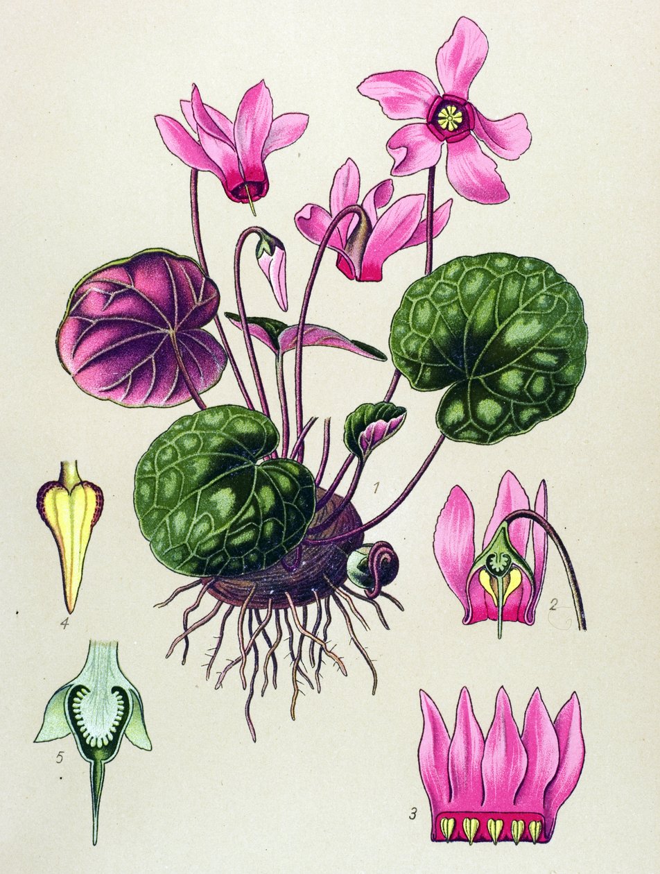 Botanisk bord, giftig og medisinsk plante: Cyclamen purpurascens, Cyclamen europaeum av Unbekannter Künstler