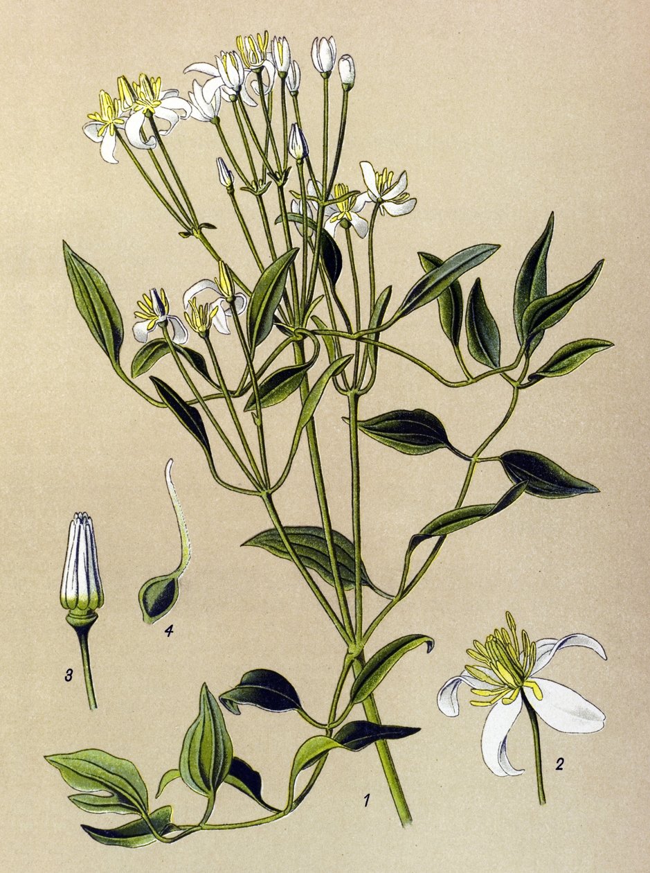 Botanisk bord: giftig og medisinsk plante: Erect Clematis (Clematis recta) av Unbekannter Künstler