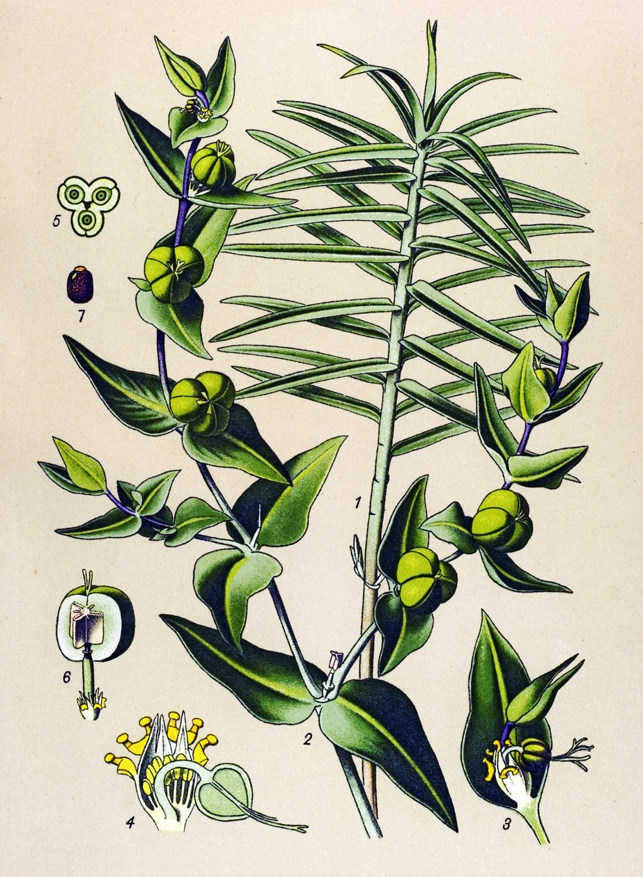Botanisk bord, giftig og medisinsk plante: Euphorbia epurge (Euphorbia lathyris) av Unbekannter Künstler