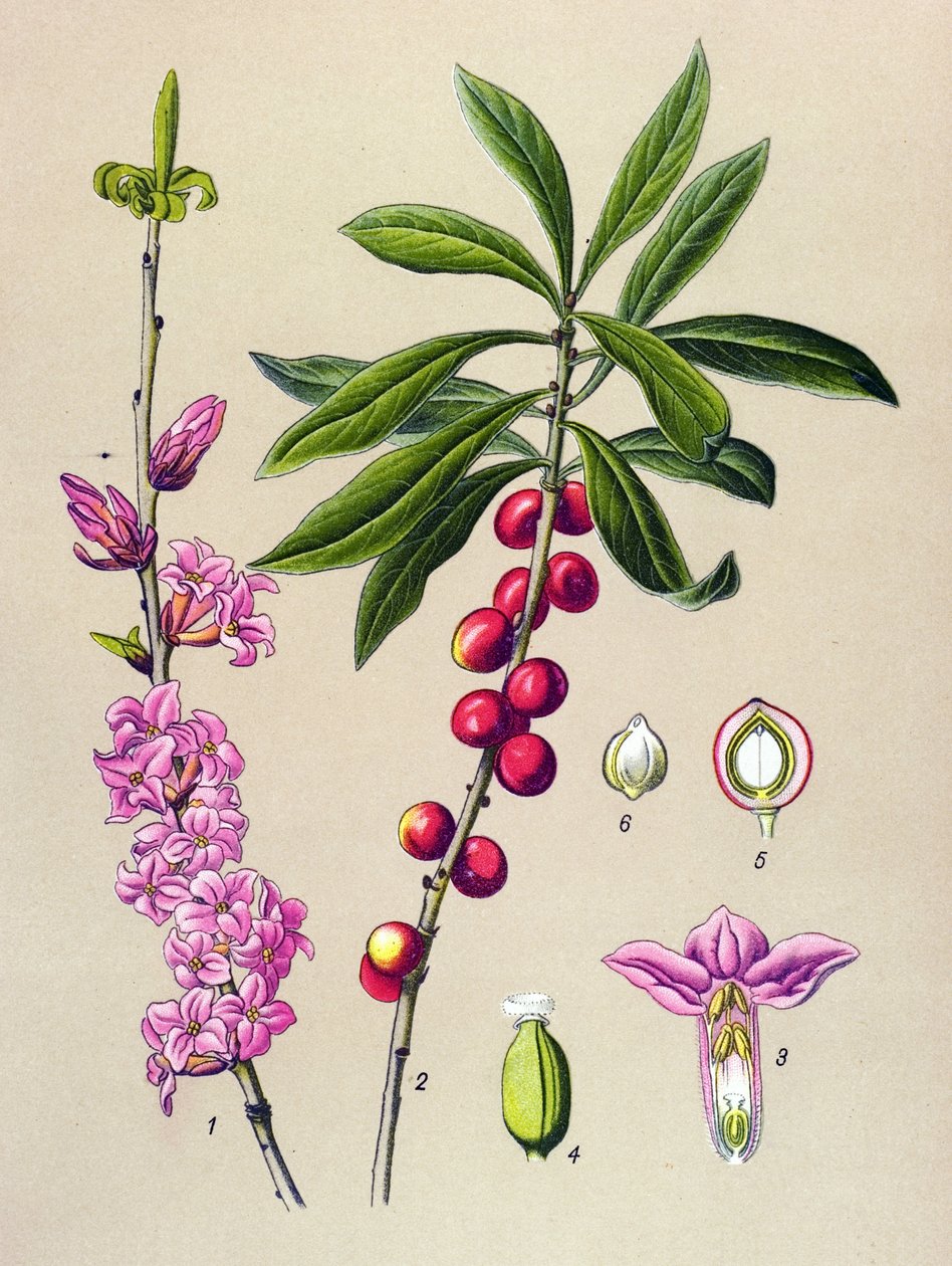 Botanisk bord, giftig og medisinsk plante: Pent tre (Daphne Mezereum) av Unbekannter Künstler