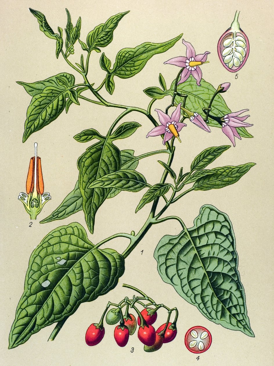 Botanisk bord, giftig og medisinsk plante: Den søte bitre (Solanum dulcamara) av Unbekannter Künstler