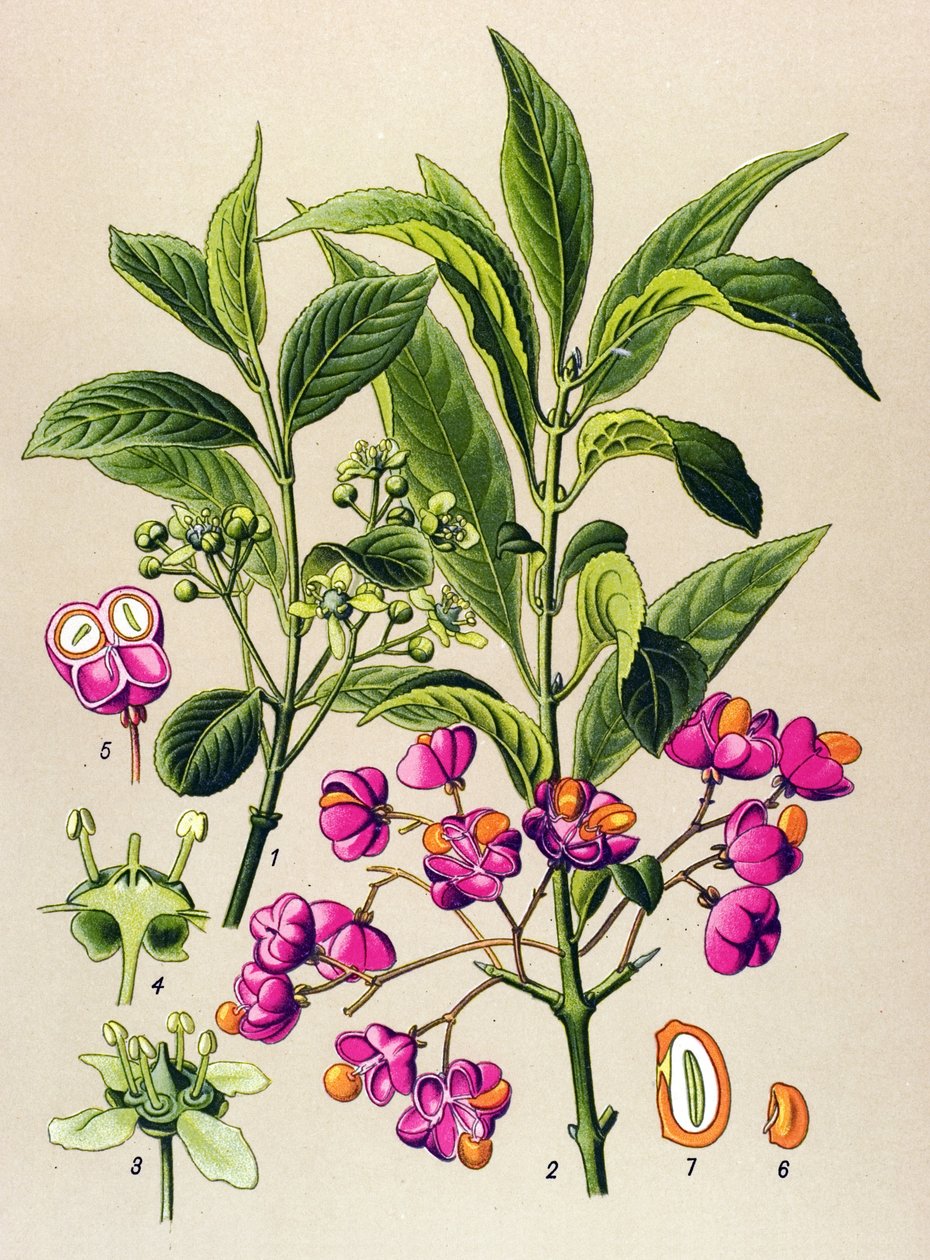 Botanisk bord, giftig plante: Europeisk trekull (Euonymus europaeus) av Unbekannter Künstler