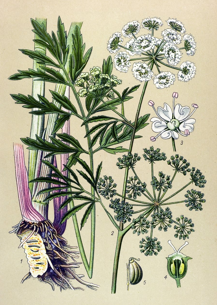 Botanisk bord, venenøs (giftig) og medisinplante: Akvatisk hemlock (Cicuta virosa). av Unbekannter Künstler