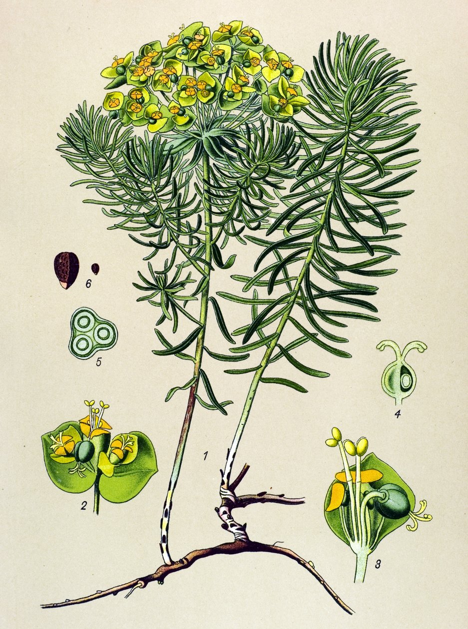 Botanisk bord, venenøs (giftig) og medisinsk plante: euphorbia small cypers (Euphorbia cyparissias) av Unbekannter Künstler