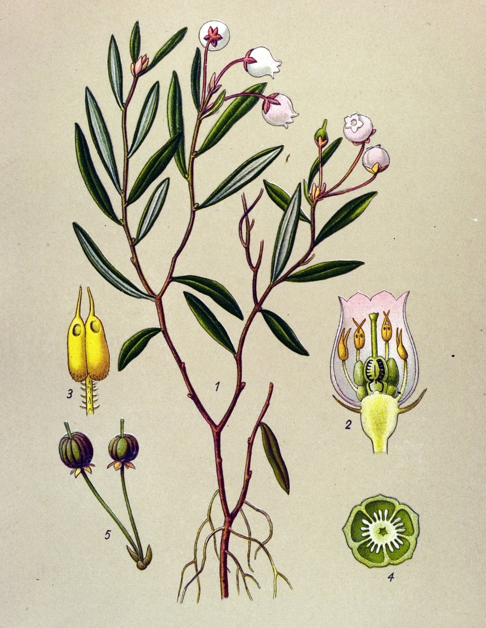 Botanisk bord, venenøs plante (giftig): Andromede har poliumblader (Andromeda polifolia) av Unbekannter Künstler