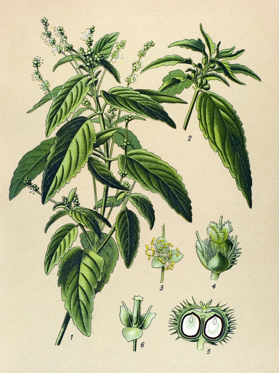 Botanisk bord, giftig plante (giftig): Årlig kvikksølv (Mercurialis annua) av Unbekannter Künstler