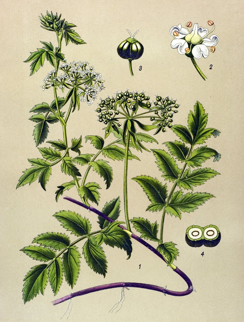 Botanisk bord, venenøs plante (giftig): Berle (Berula angustifolia) av Unbekannter Künstler