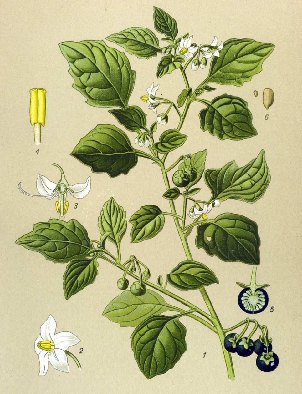 Botanisk bord, venenøs plante (giftig): Svart nattskygge (Solanum nigrum) av Unbekannter Künstler