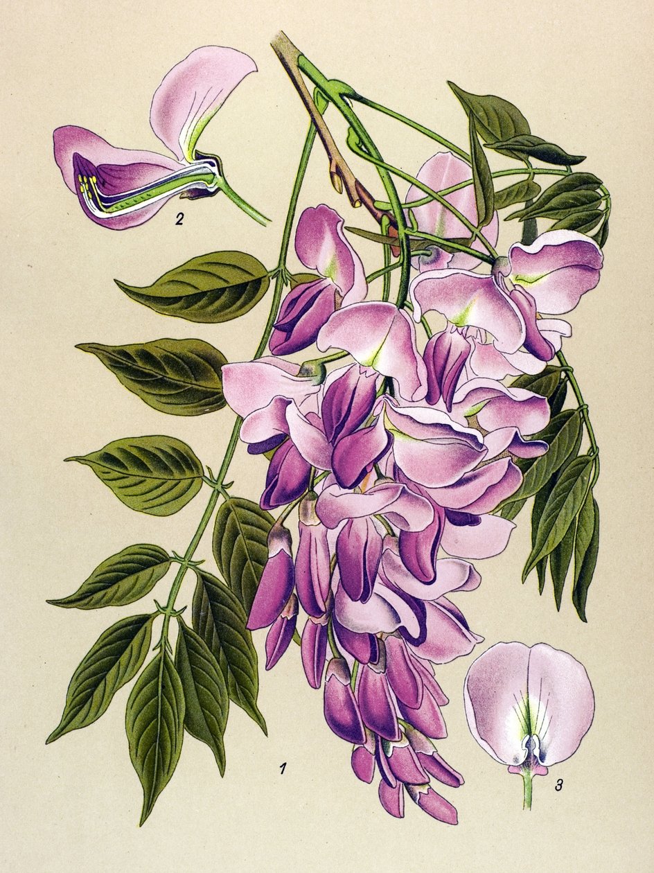 Botanisk bord, venenøs plante (giftig): kinesisk glysin (Wistaria chinensis) av Unbekannter Künstler