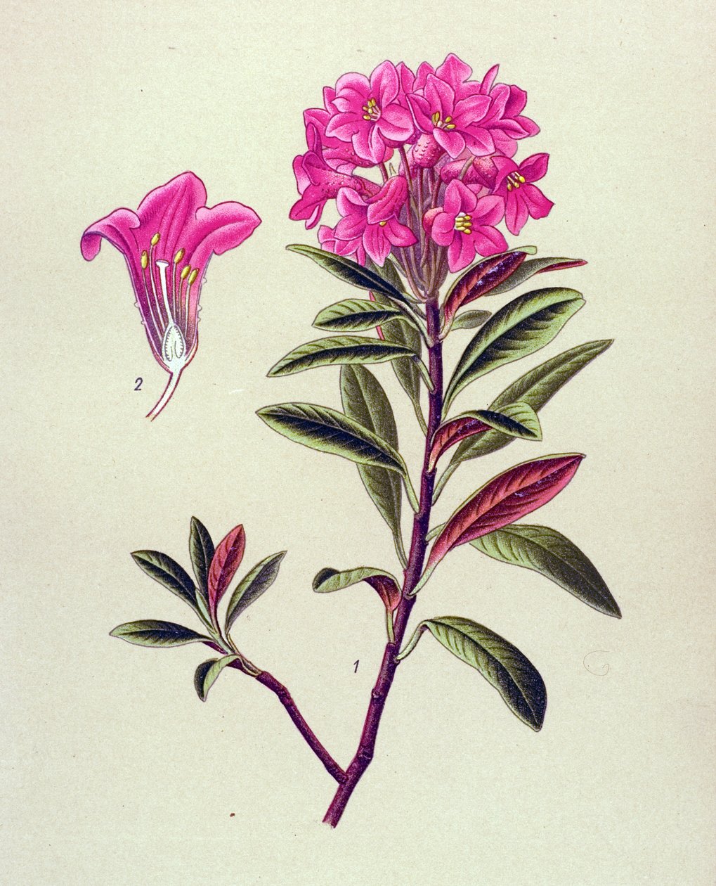 Botanisk bord, venenøs plante (giftig): Ferruginous rhododendron (Rhododendron ferrugineum) av Unbekannter Künstler