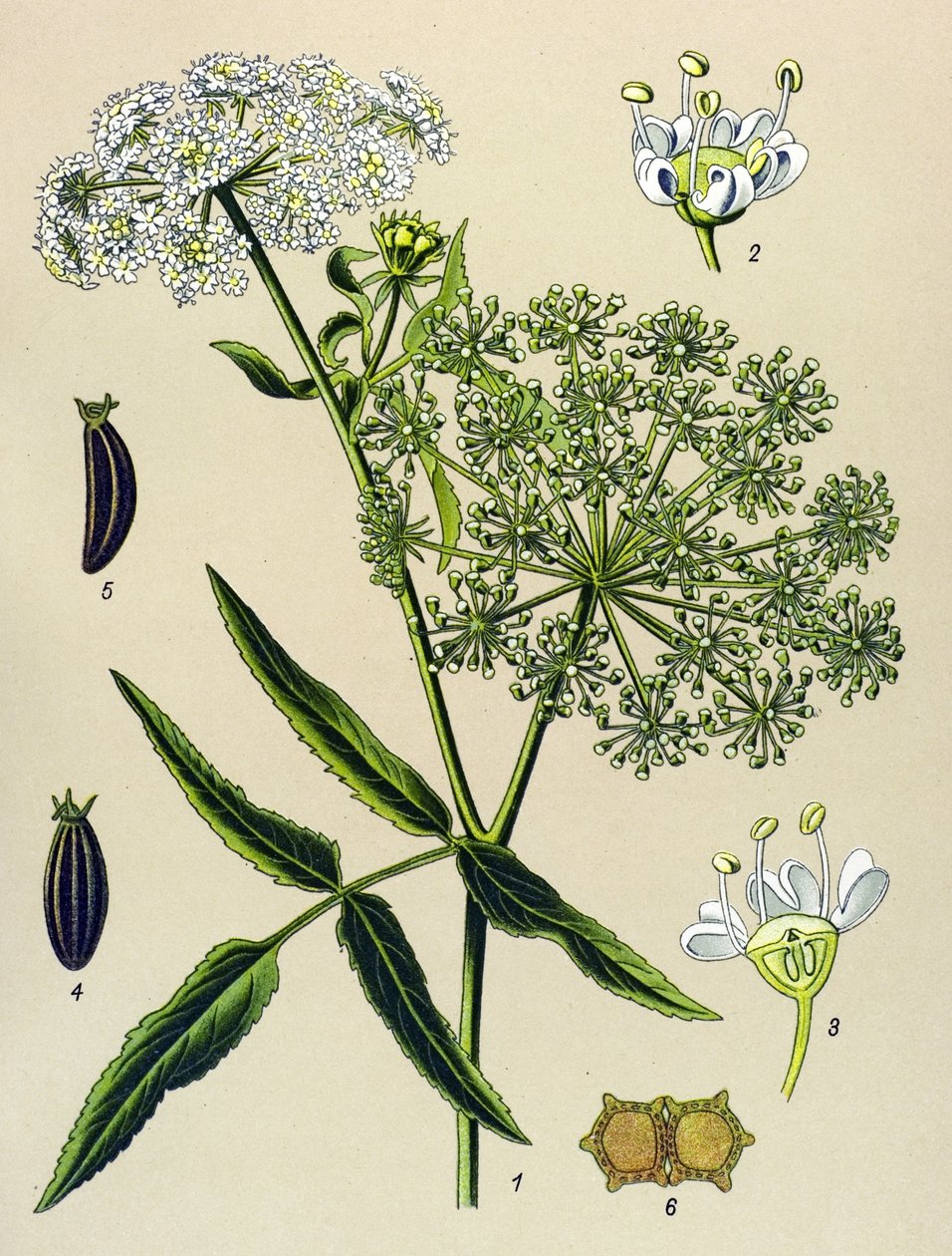 Botanisk bord, venenøs plante (giftig): Great Berle (Sium latifolium) av Unbekannter Künstler