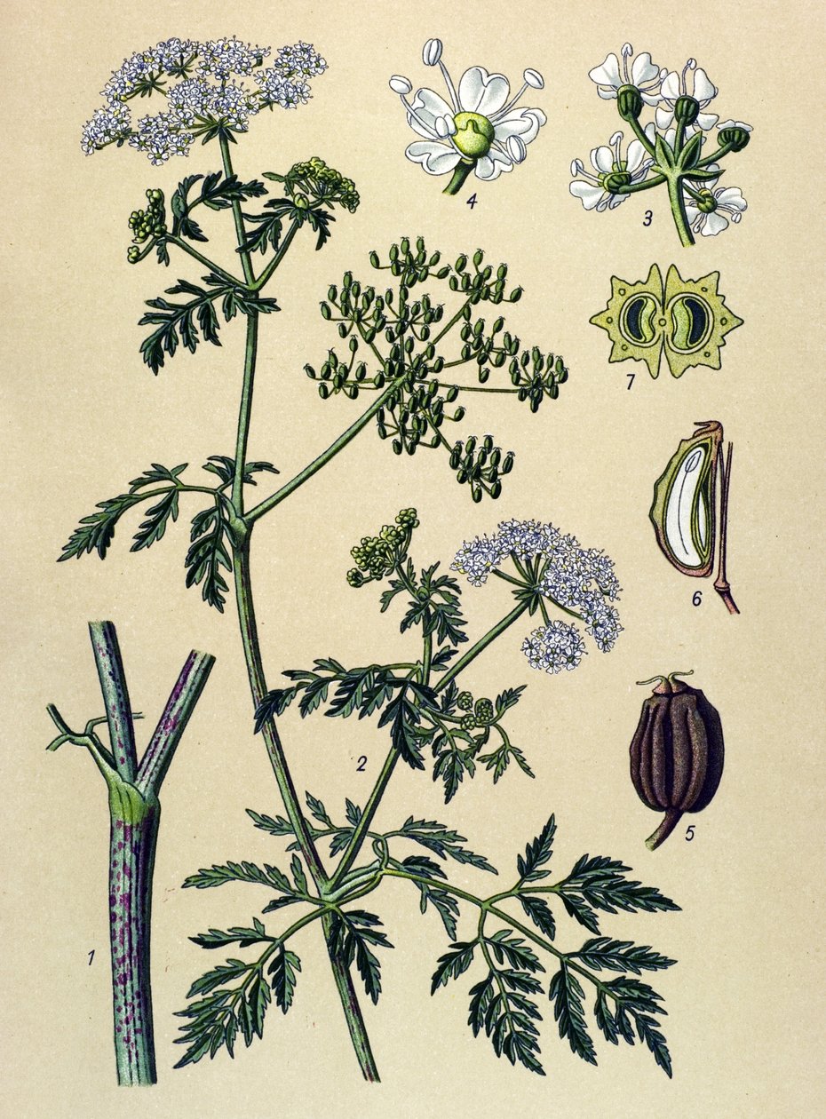 Botanisk bord, venenøs plante (giftig): Hemlock (Conium maculatum) av Unbekannter Künstler
