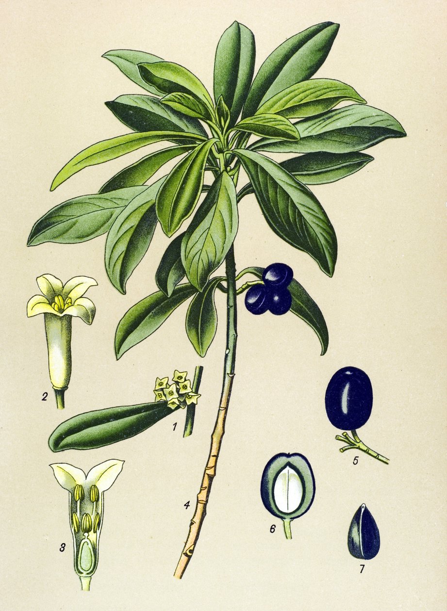 Botanisk bord, venenøs plante (giftig): Laurel (Daphne Laureola) av Unbekannter Künstler