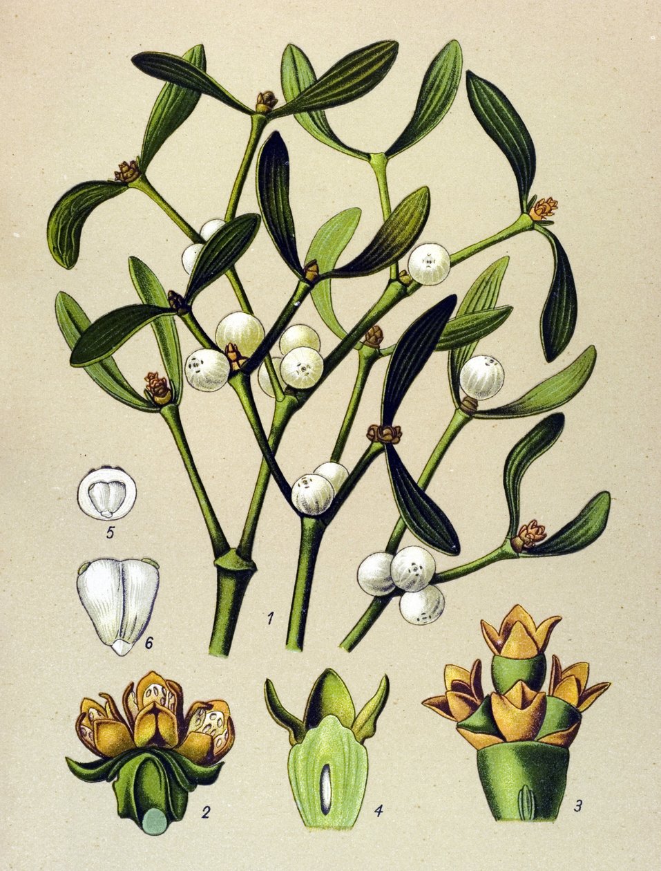 Botanisk bord, venenøs plante (giftig): Bladmisteltein (Viscumalbum) av Unbekannter Künstler