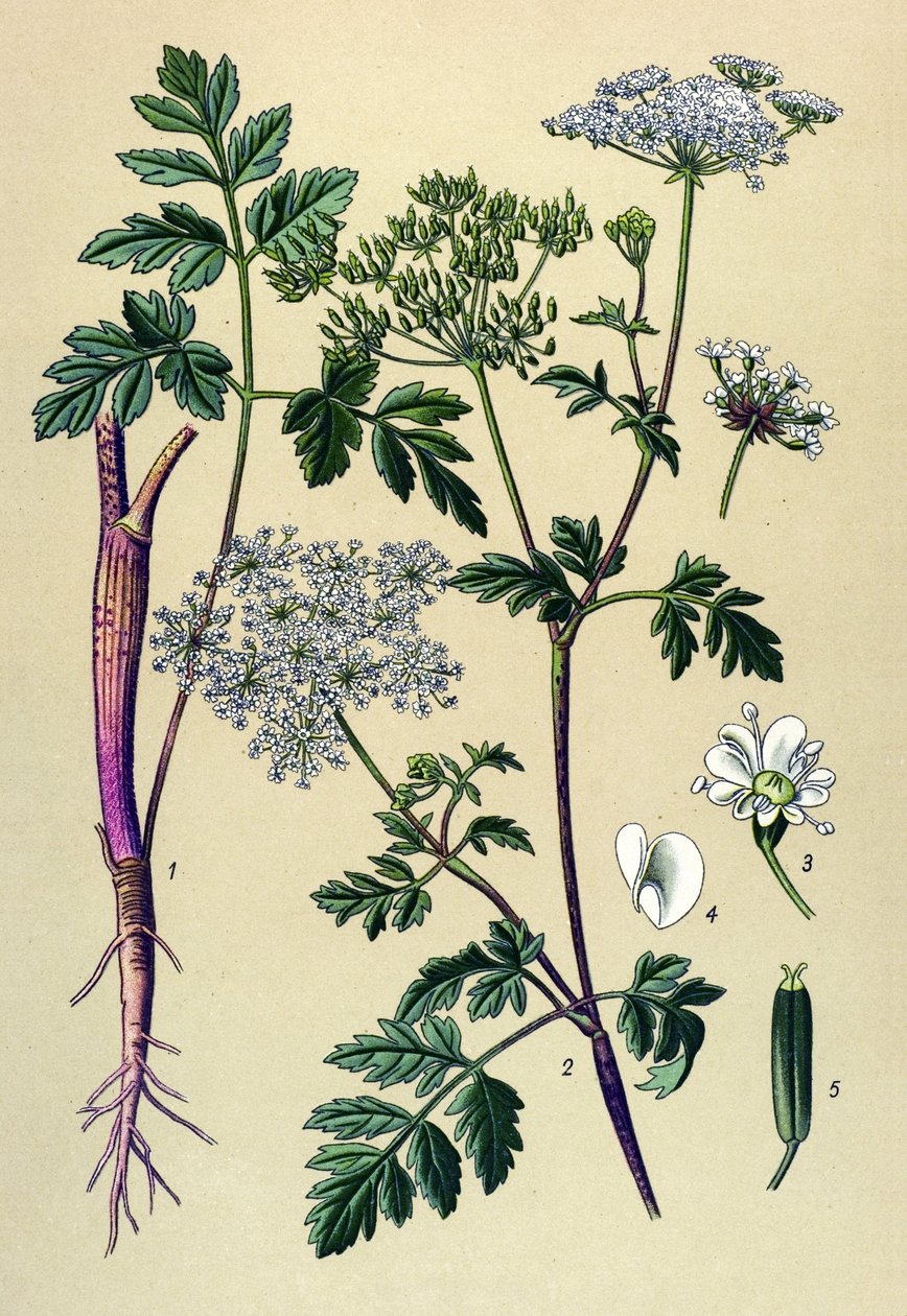 Botanisk tavle, venenøs plante (giftig): Skjev kjørvel (Chaerophyllum temulum) av Unbekannter Künstler