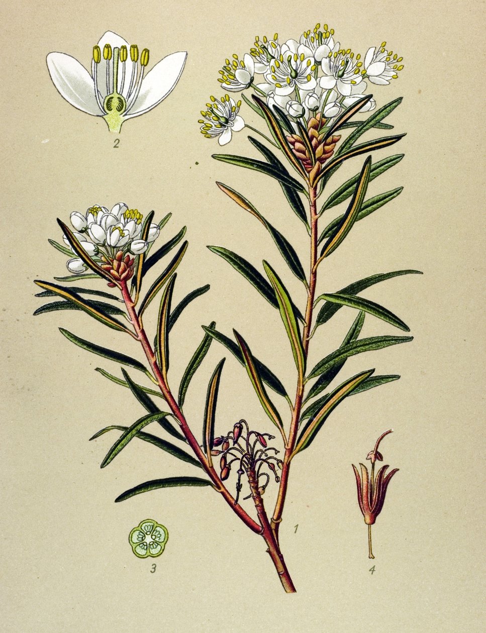 Botanisk bord, venenøs plante (giftig): Marsh Ledon (Ledum palustre) av Unbekannter Künstler
