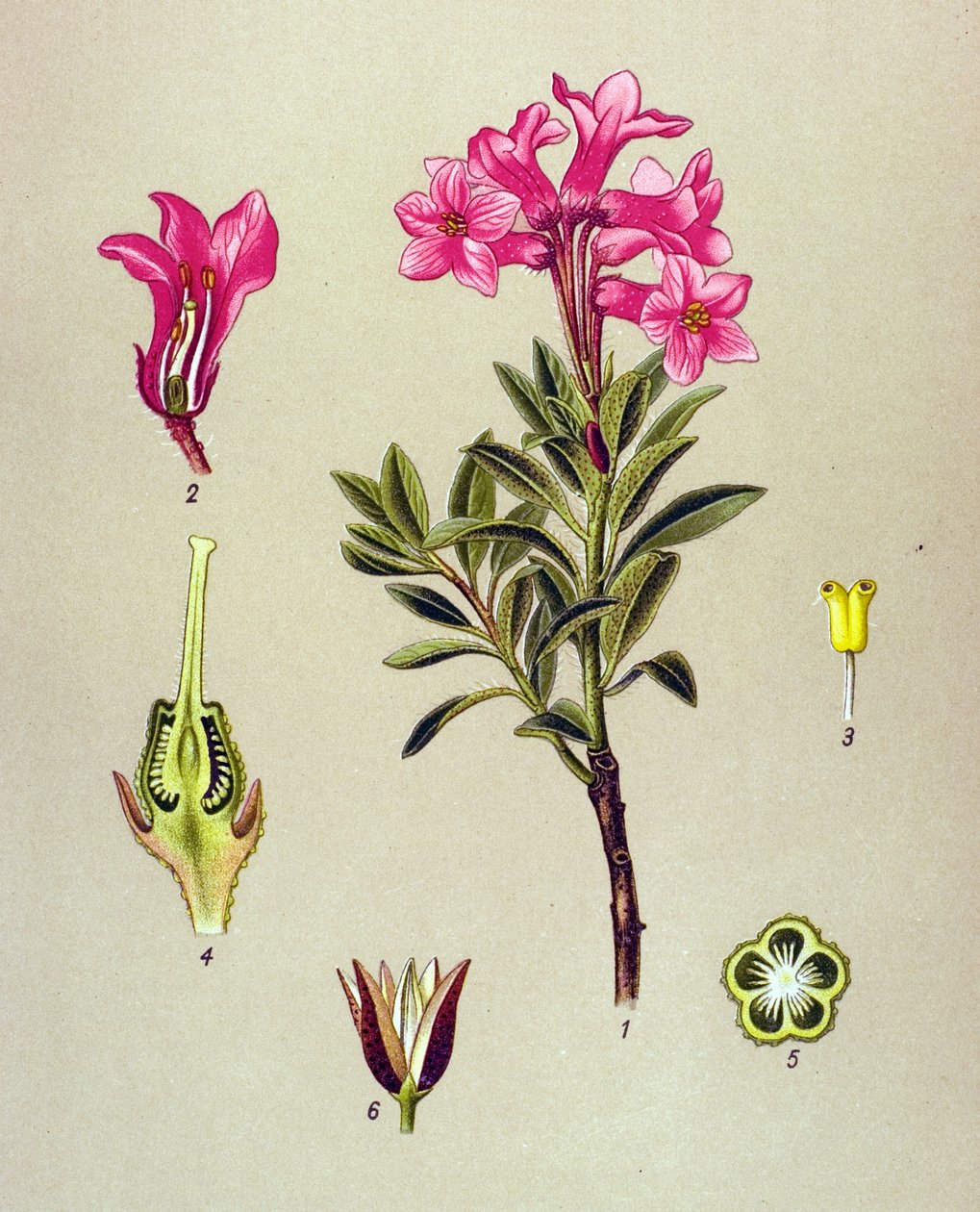 Botanisk bord, venenøs plante (giftig): Rhododendron cilie (Rhododendron hirsutum) av Unbekannter Künstler