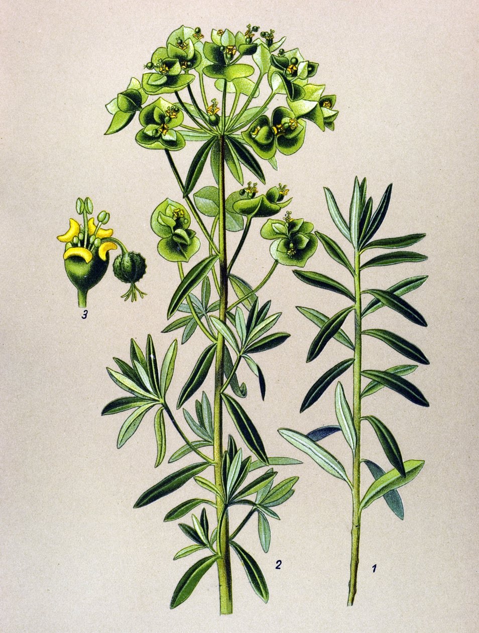 Botanisk bord, venenøs plante (giftig): Rund Eule eller Euphorbia Peplus (Euphorbia Peplus) av Unbekannter Künstler