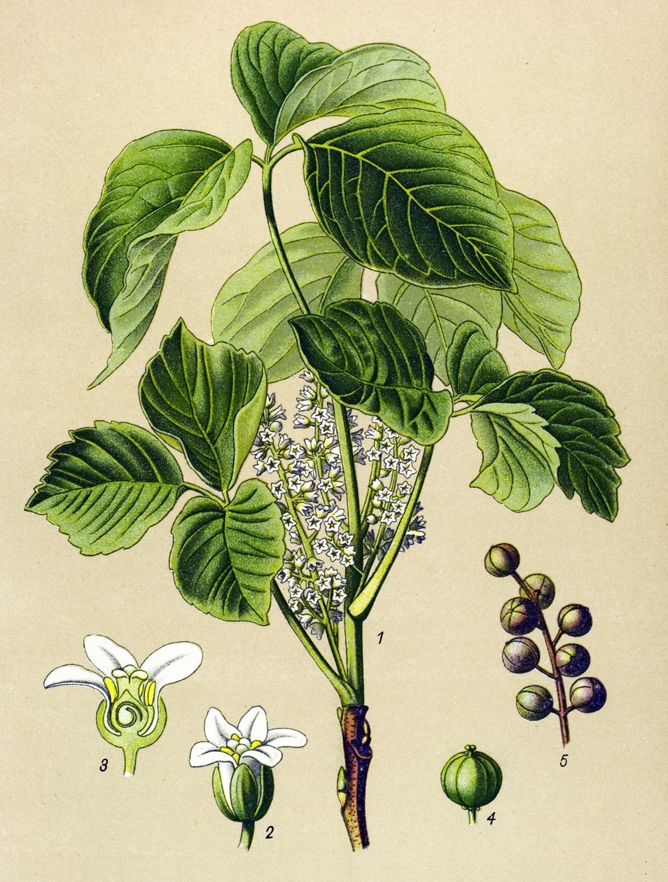 Botanisk bord, venenøs plante (giftig): klatrende sumak (Rhus toxicodendron) av Unbekannter Künstler