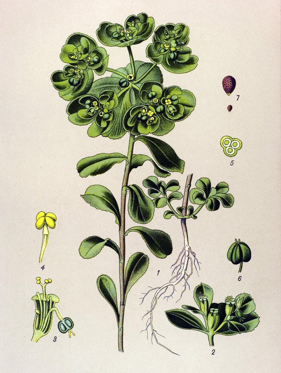 Botanisk bord, venenøs plante (giftig): euphorbia oppvåkning morgen eller lite lys (Euphorbia helioscopia) av Unbekannter Künstler