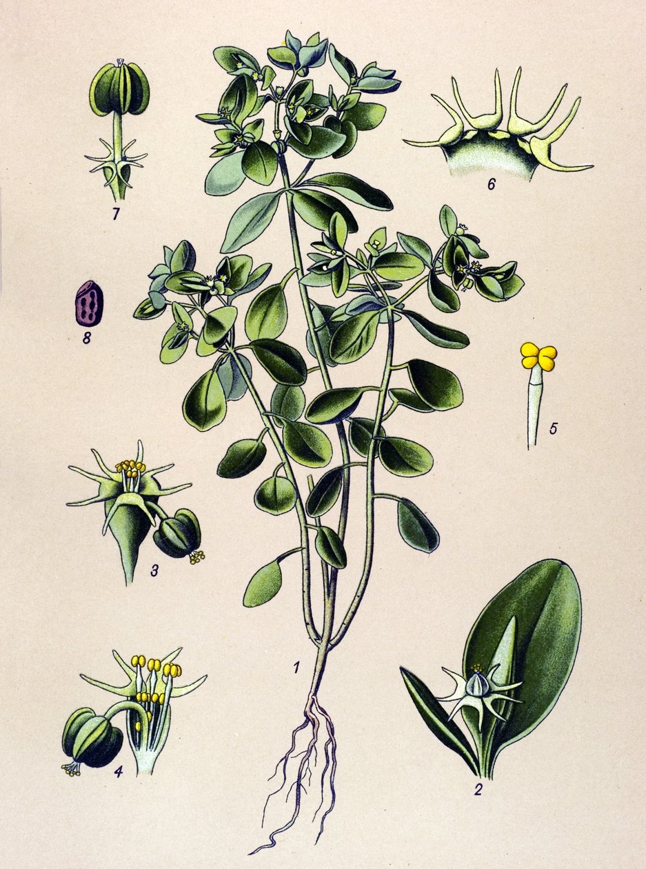 Botanisk bord, venenøs plante (giftig): euphorbia esule eller euphorbia acre av Unbekannter Künstler