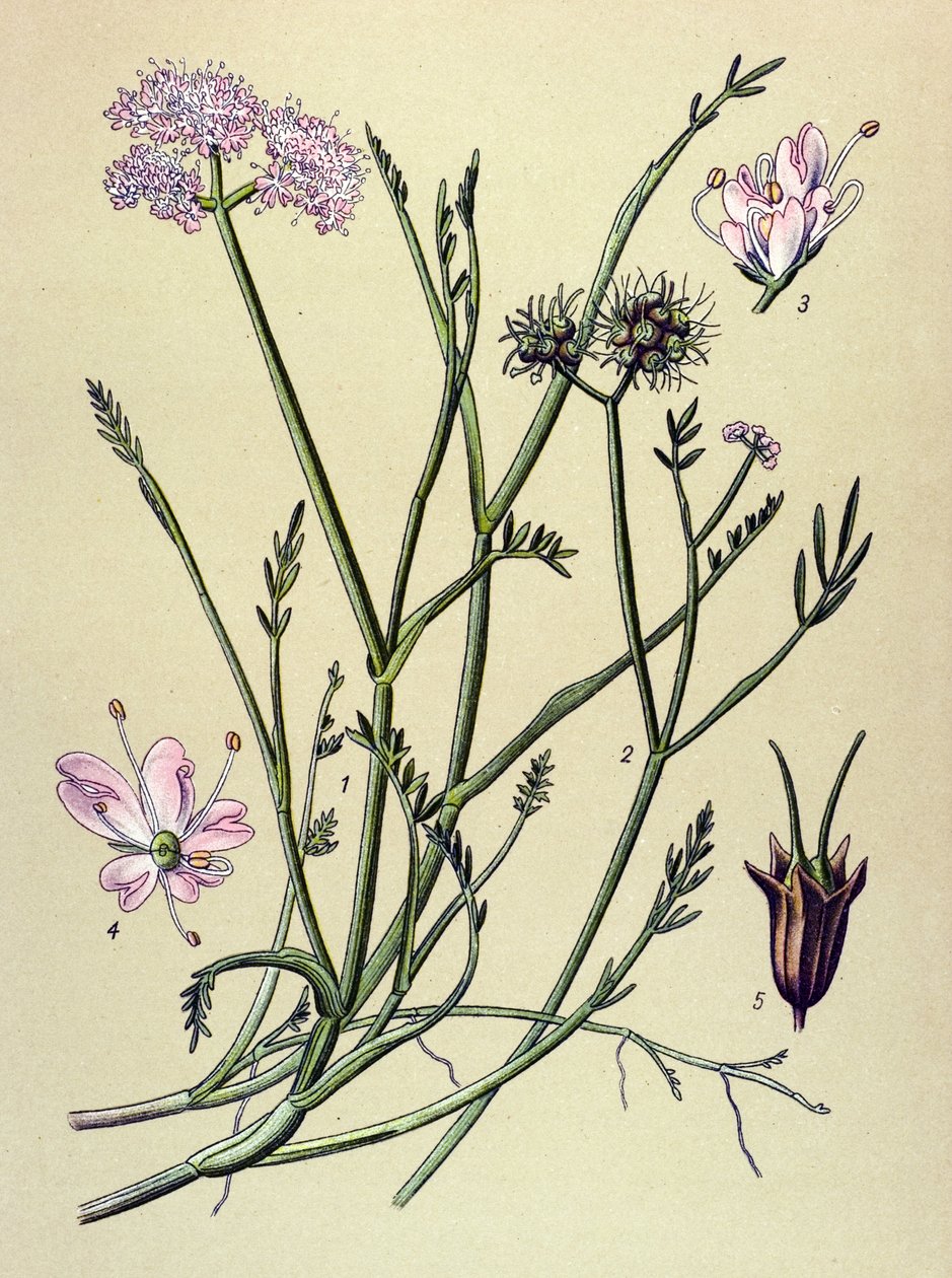 Botanisk bord, venenøs plante (giftig): fistel (Oenanthe fistulosa) av Unbekannter Künstler