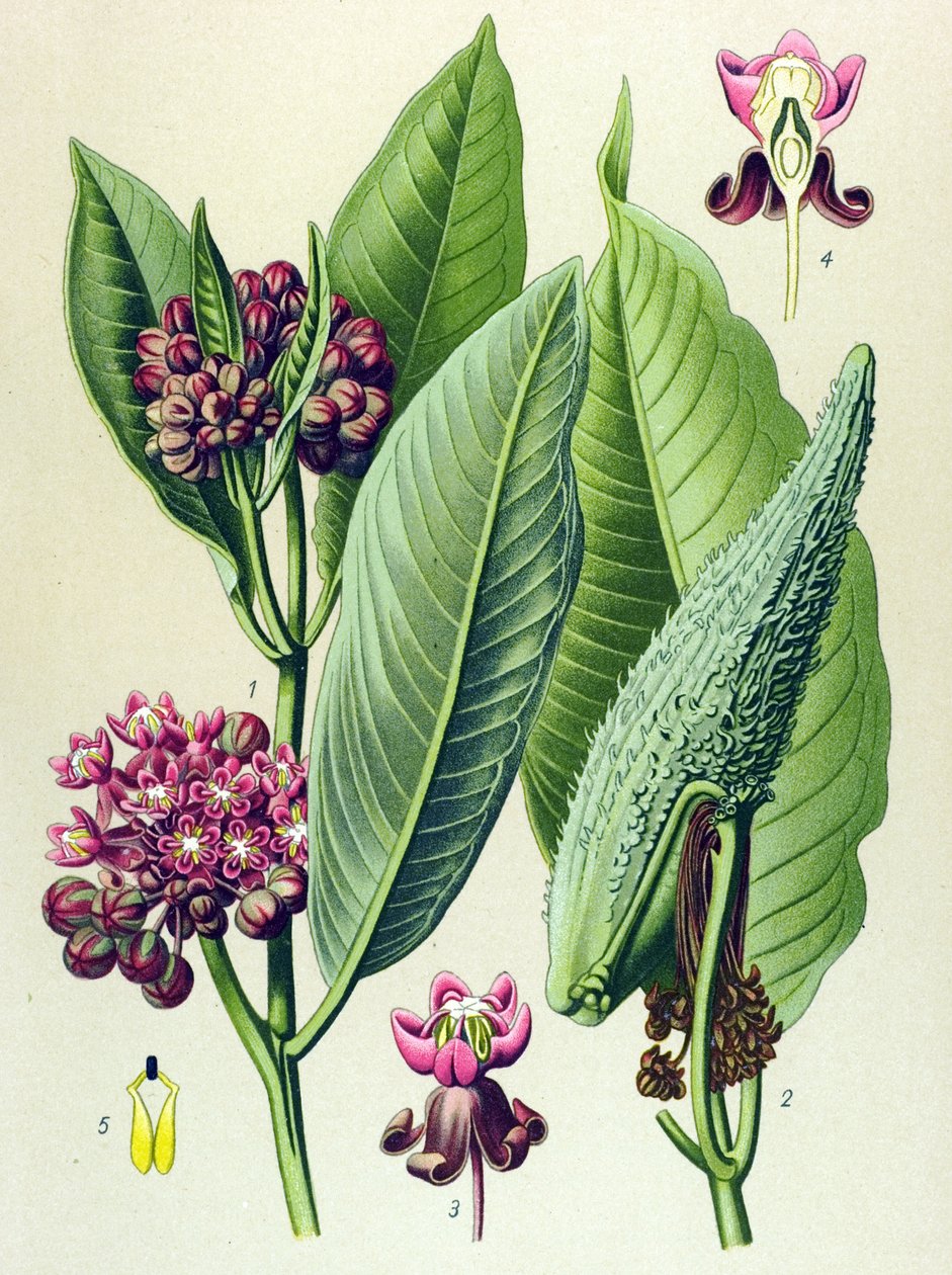 Botanisk bord, venenøs plante (giftig): parakittgress (Asclepias Cornuti) av Unbekannter Künstler