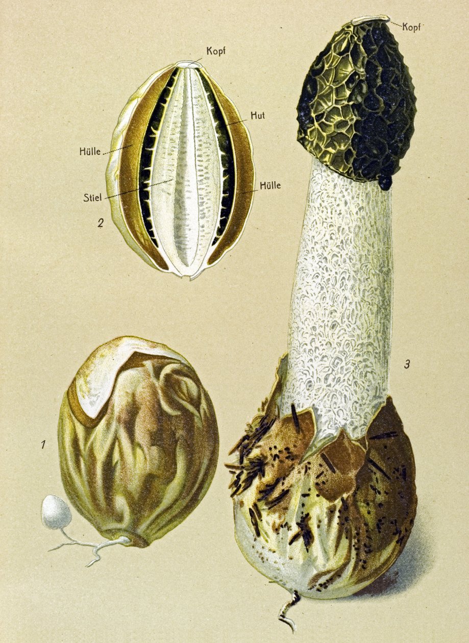 Botanisk tavle med spiselig sopp: Stinky Satyr (Phallus impudicus) av Unbekannter Künstler