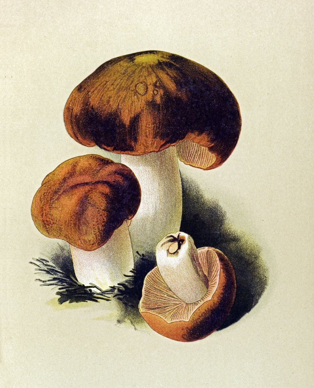 Botanisk bord med giftig sopp (giftig): Russule foetens (Russula foetens) av Unbekannter Künstler