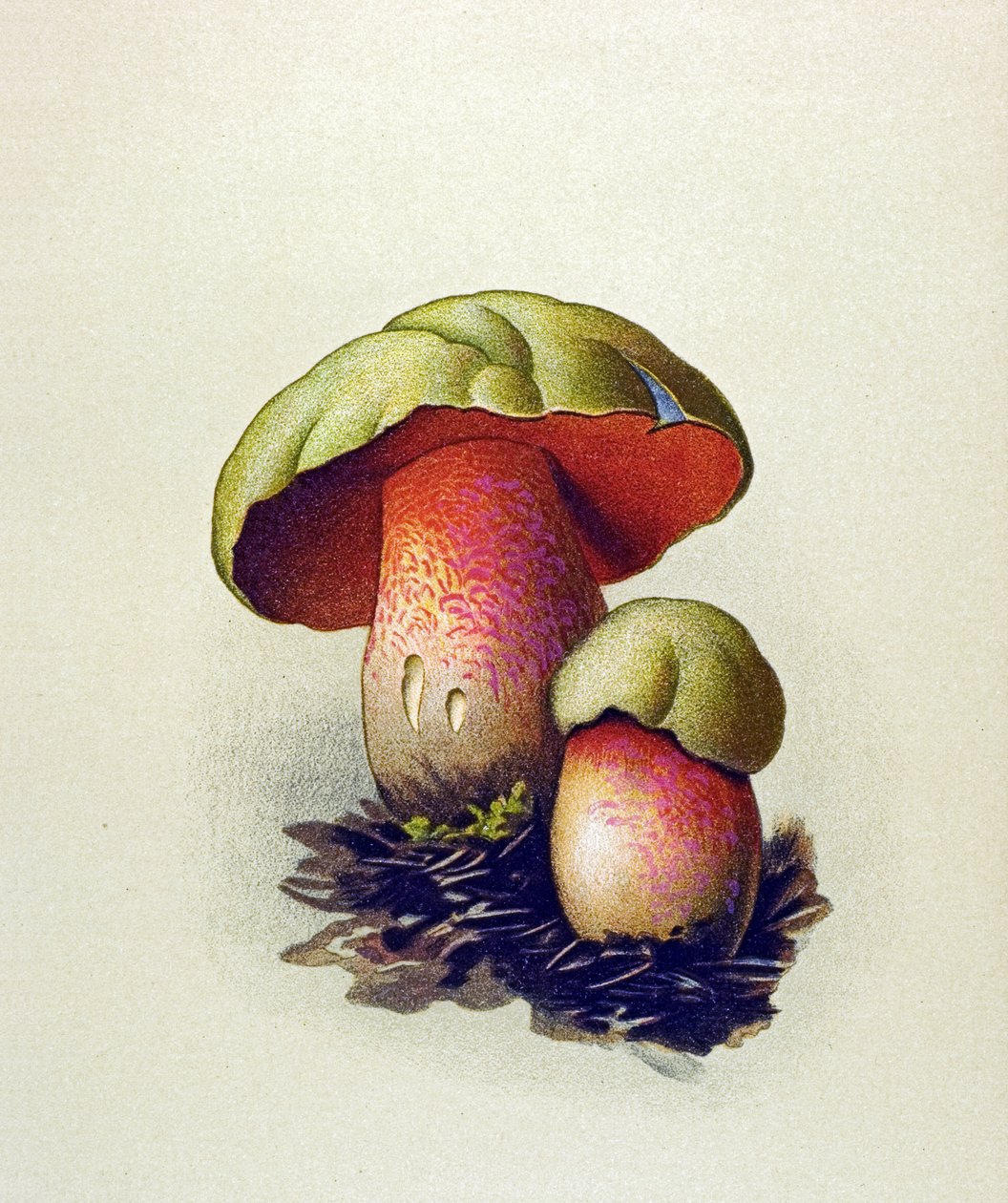Botanisk tavle med giftig sopp (venenøs): Wolf Bolet (Boletus lupinus) av Unbekannter Künstler