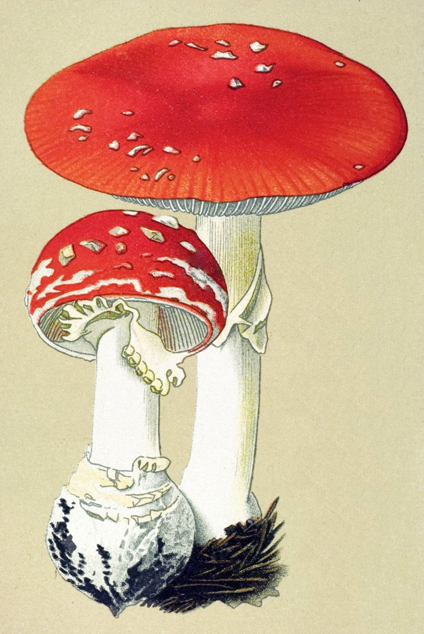 Botanisk bord med giftig sopp (venen): fluealanitt (fluedreper) eller falsk oronge (Amanita muscaria) av Unbekannter Künstler