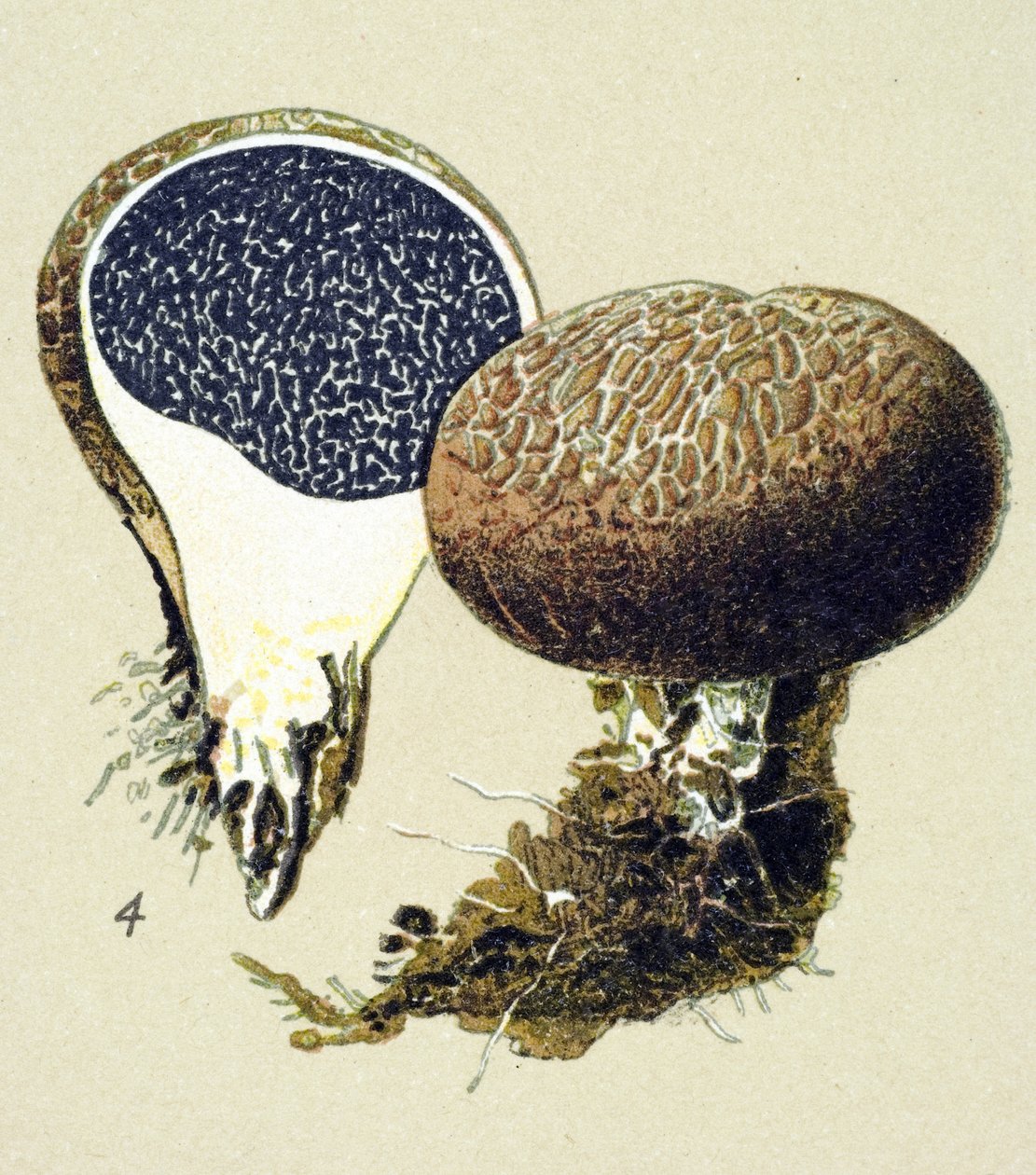 Botanisk bord med giftig sopp (venenøs): vulgær sklerodermi (Scleroderma vulgare) av Unbekannter Künstler