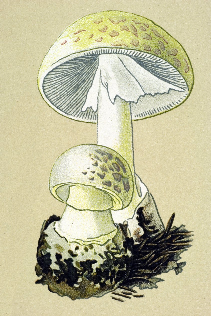 Botanisk bord med giftig sopp (venøs): falloidamanitt (Amanita phalloides) av Unbekannter Künstler