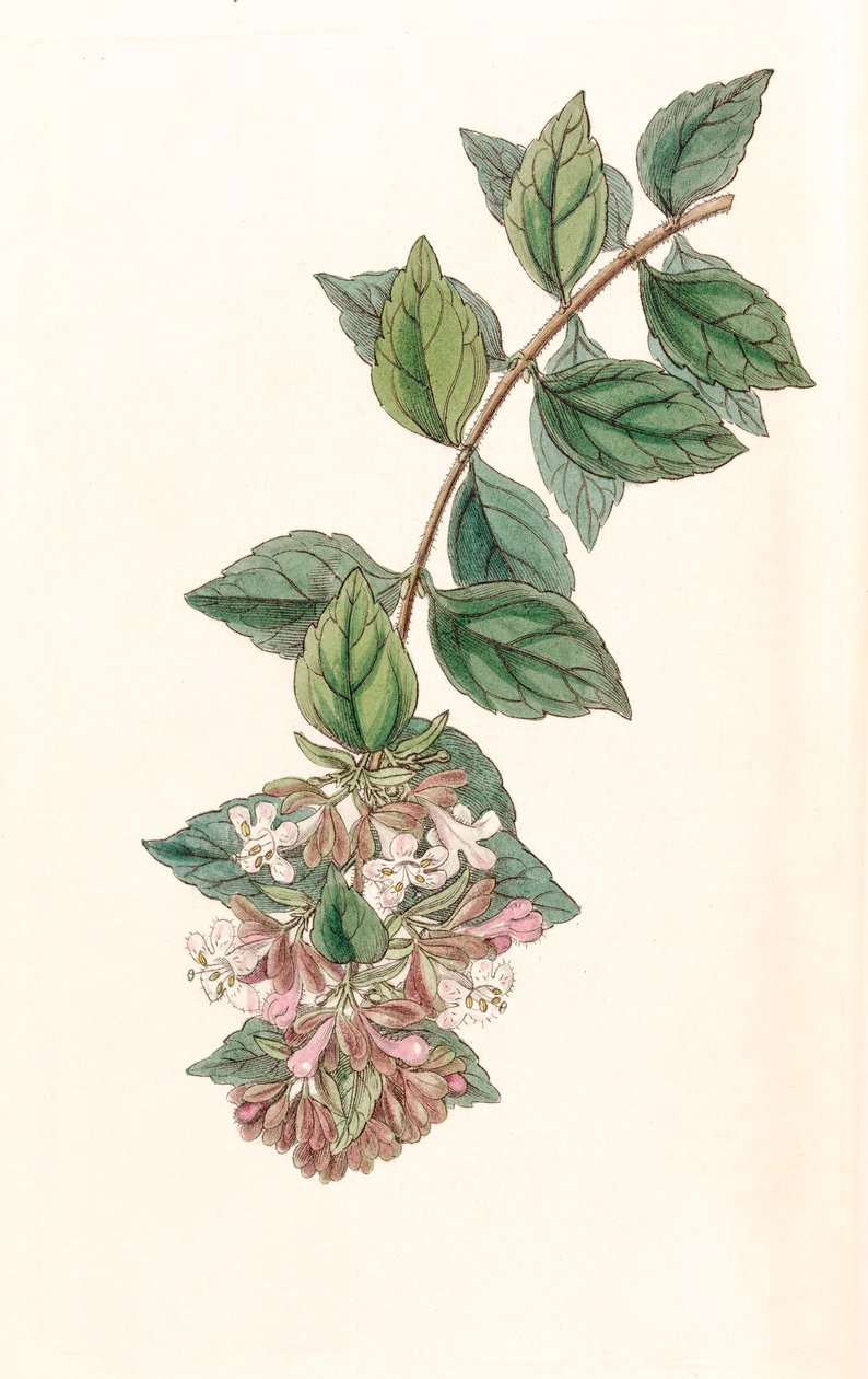 Botanisk illustrasjon/Abelia chinensis/Abelia rupestris/Abelia of China/Abelia Rock av Unbekannt