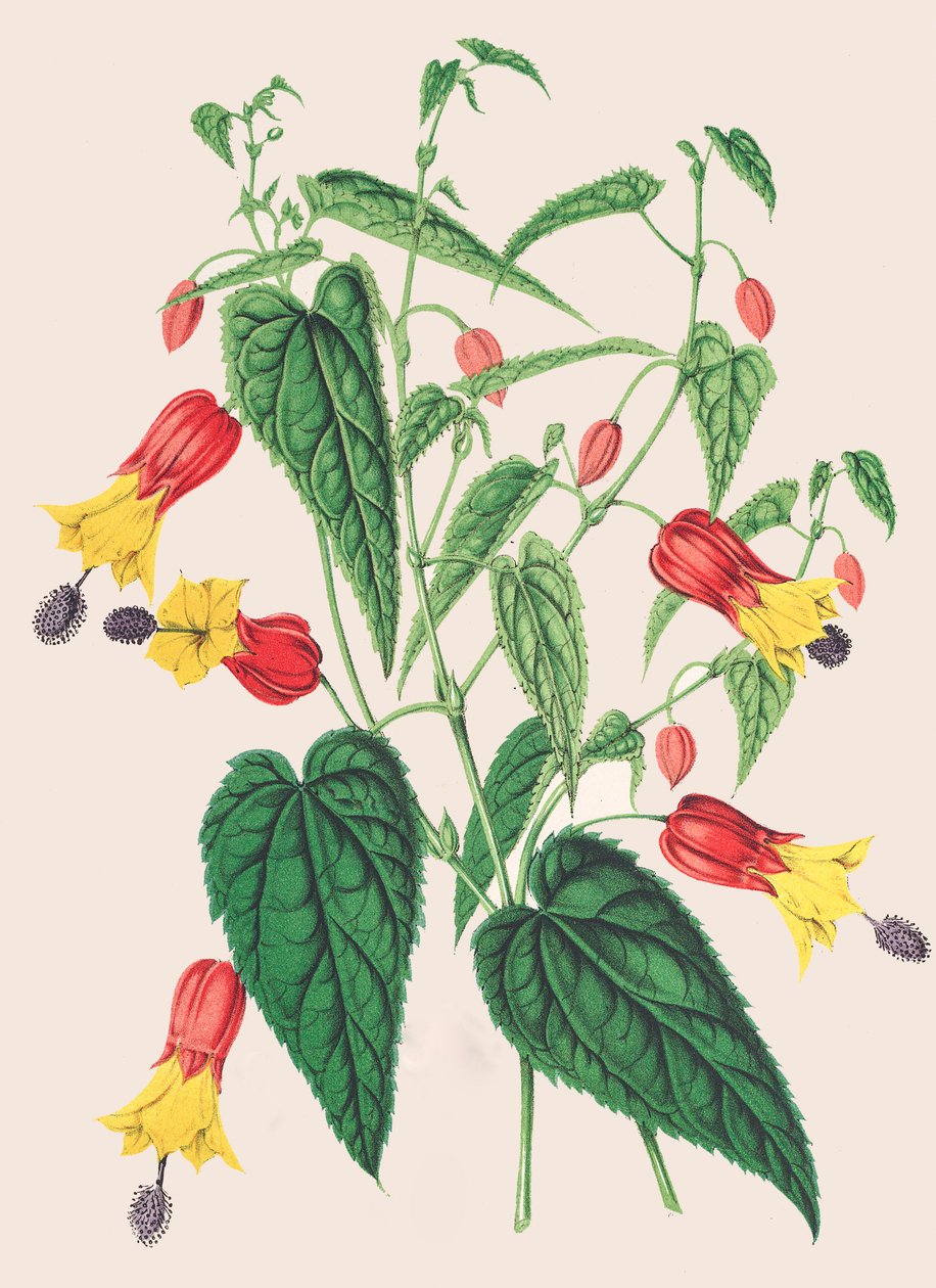 Botanisk illustrasjon/Abutilon megapotamicum/Abutilon av Unbekannter Künstler