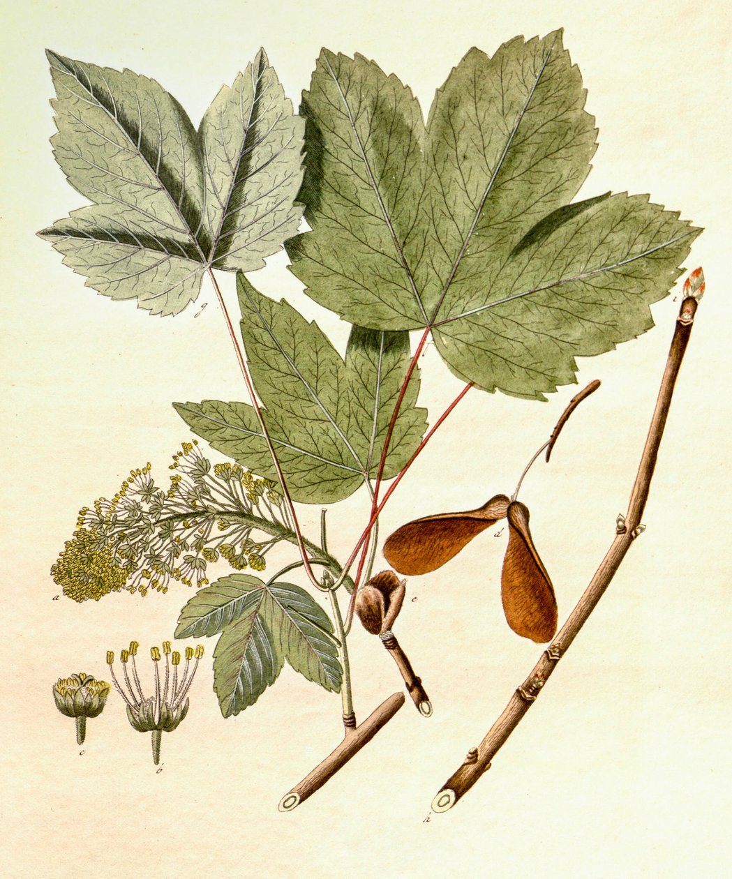 Botanisk illustrasjon/Acer pseudoplatanus/Sycamore Maple av Unbekannt
