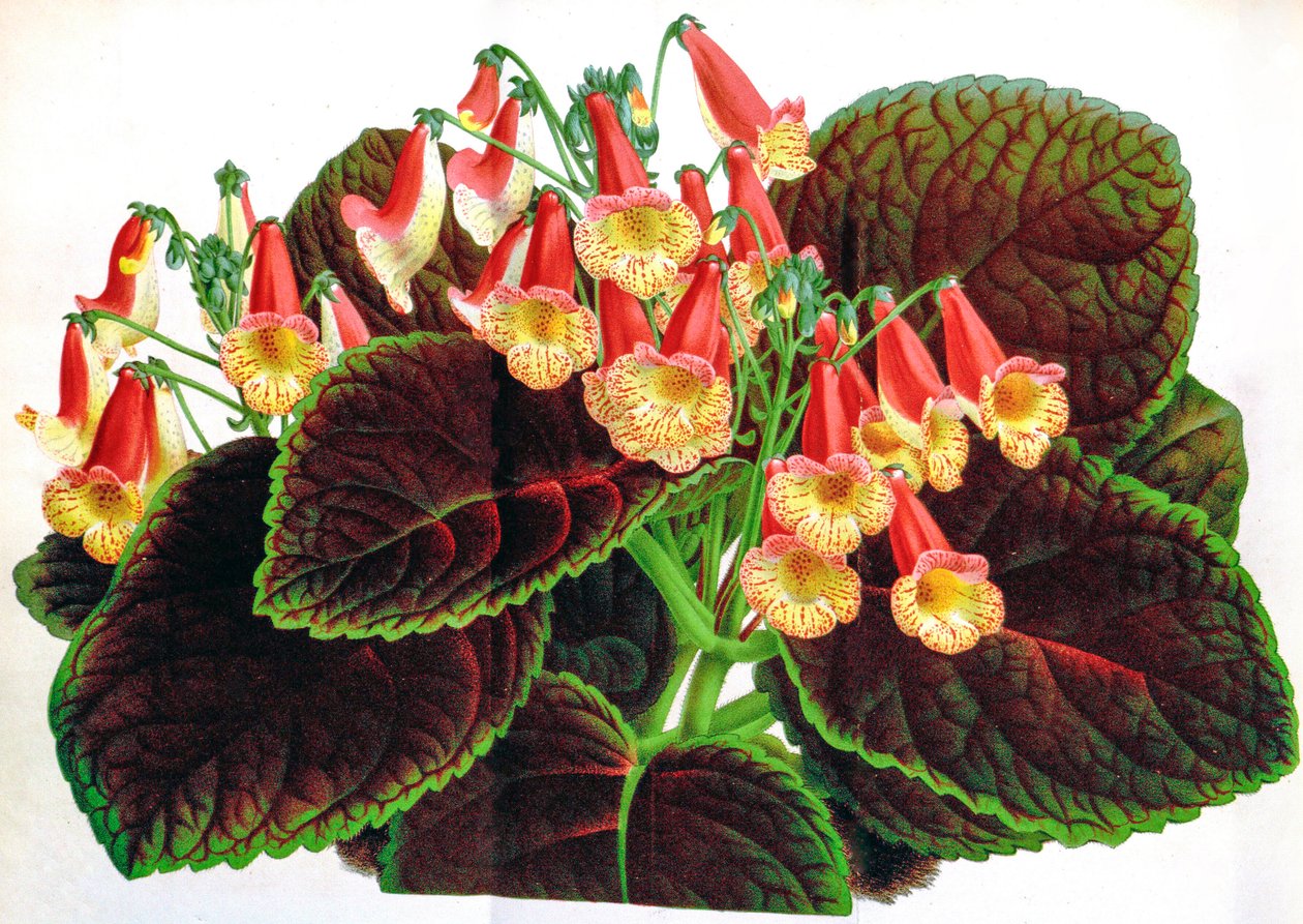 Botanisk illustrasjon/Achimenes naegelioides/Achimene av Unbekannt