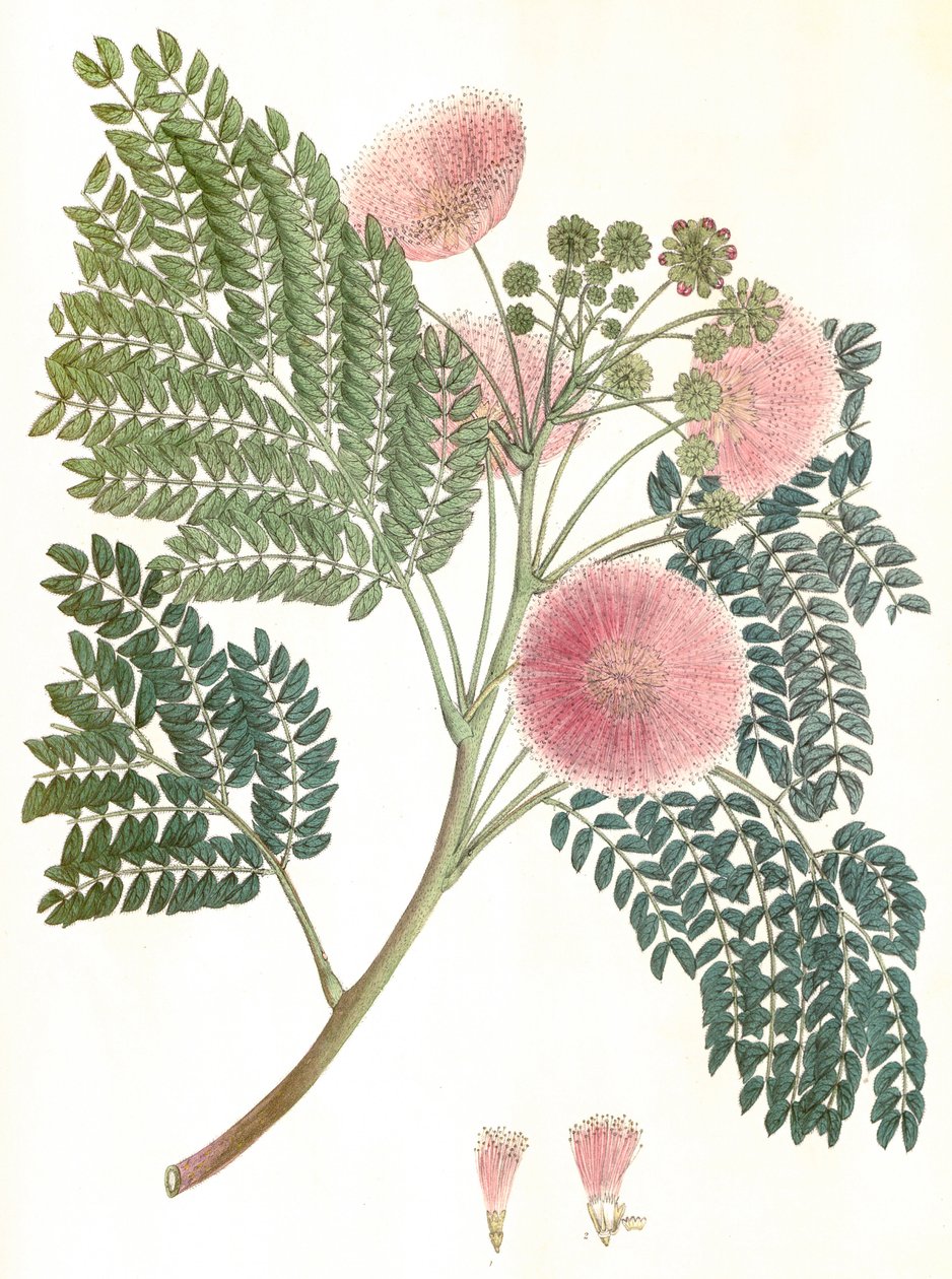 Botanisk illustrasjon/Albizia julibrissin/Silketre/Mimosa de Constantinople av Unbekannter Künstler