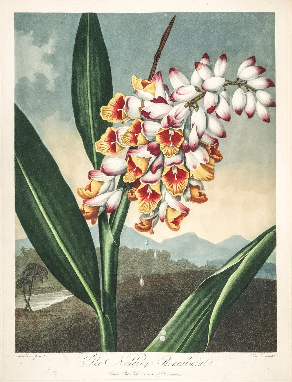 Botanisk illustrasjon/Alpinia zerumbet, eller min sjels blomst, jomfruens tårer, ingefærskall eller til og med paradisets blomst av Unbekannter Künstler