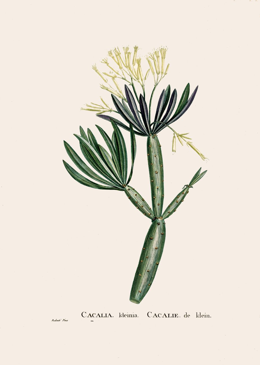 Botanisk illustrasjon/Redoubt/Senecio kleinia/Senecon av William M. Timlin