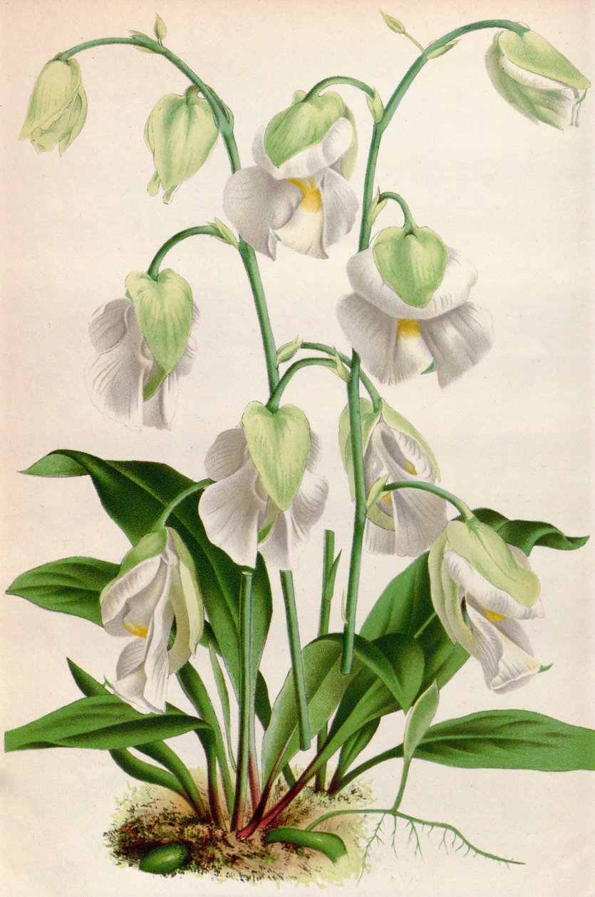 Botanisk illustrasjon / Utricularia alpina / Utricular alpin av Unbekannt