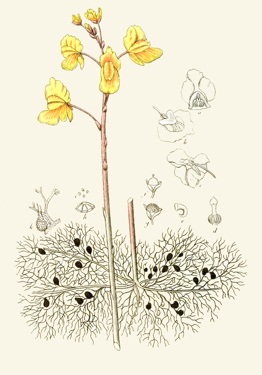 Botanisk illustrasjon / Utricularia vulgaris / Vanlig utricular av Unbekannt