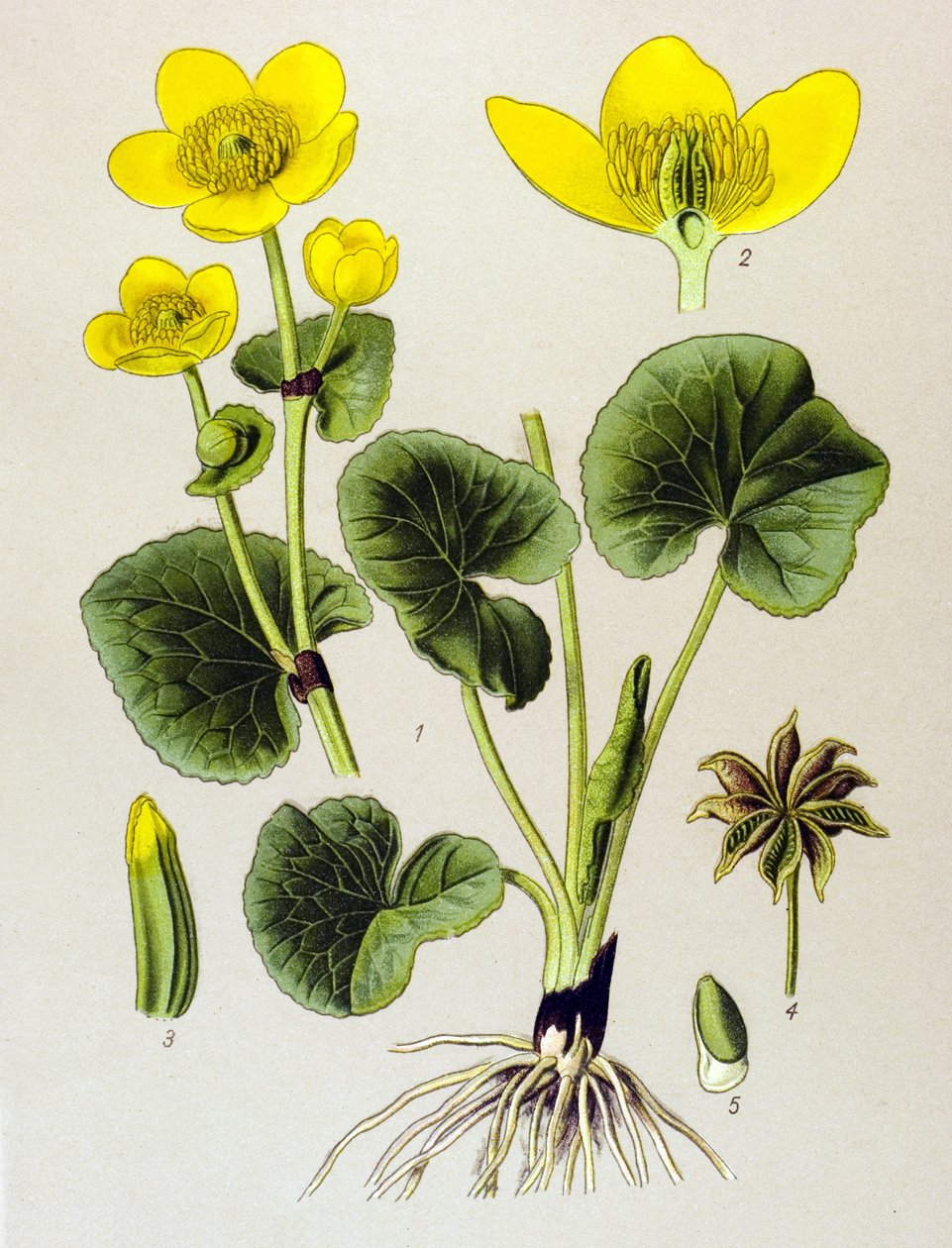 Botanisk planke. Venenøs plante (giftig): myrbestand (Caltha palustris) av Unbekannter Künstler