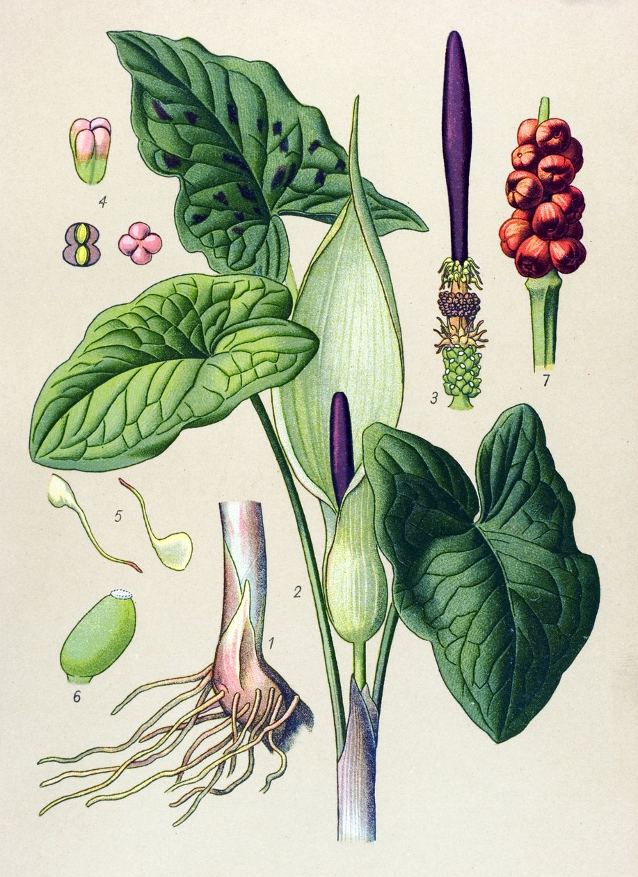 Botanisk planke. Venesøs (giftig) og medisinsk plante: flekk guet (Arum maculatum) av Unbekannter Künstler