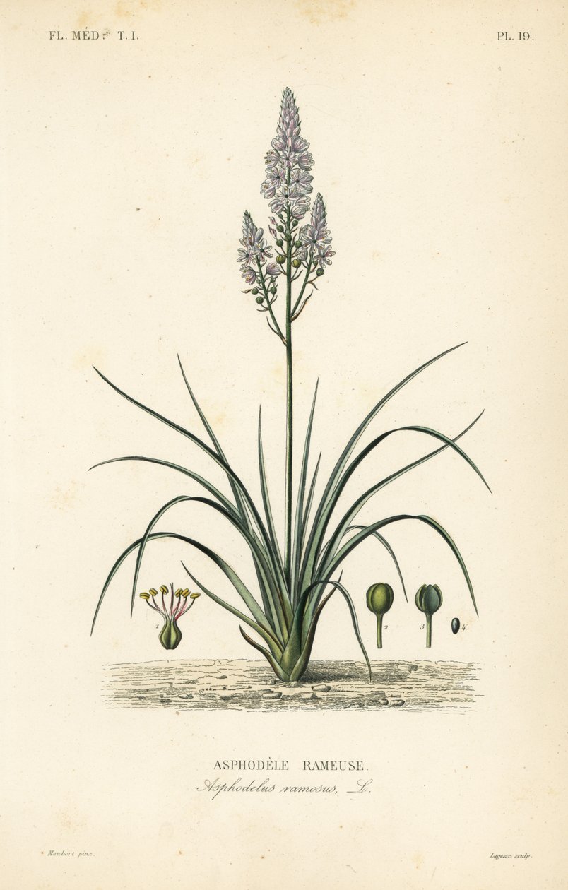Forgrenet asphodel, Asphodelus ramosus, Asphodele rameuse av Unbekannt