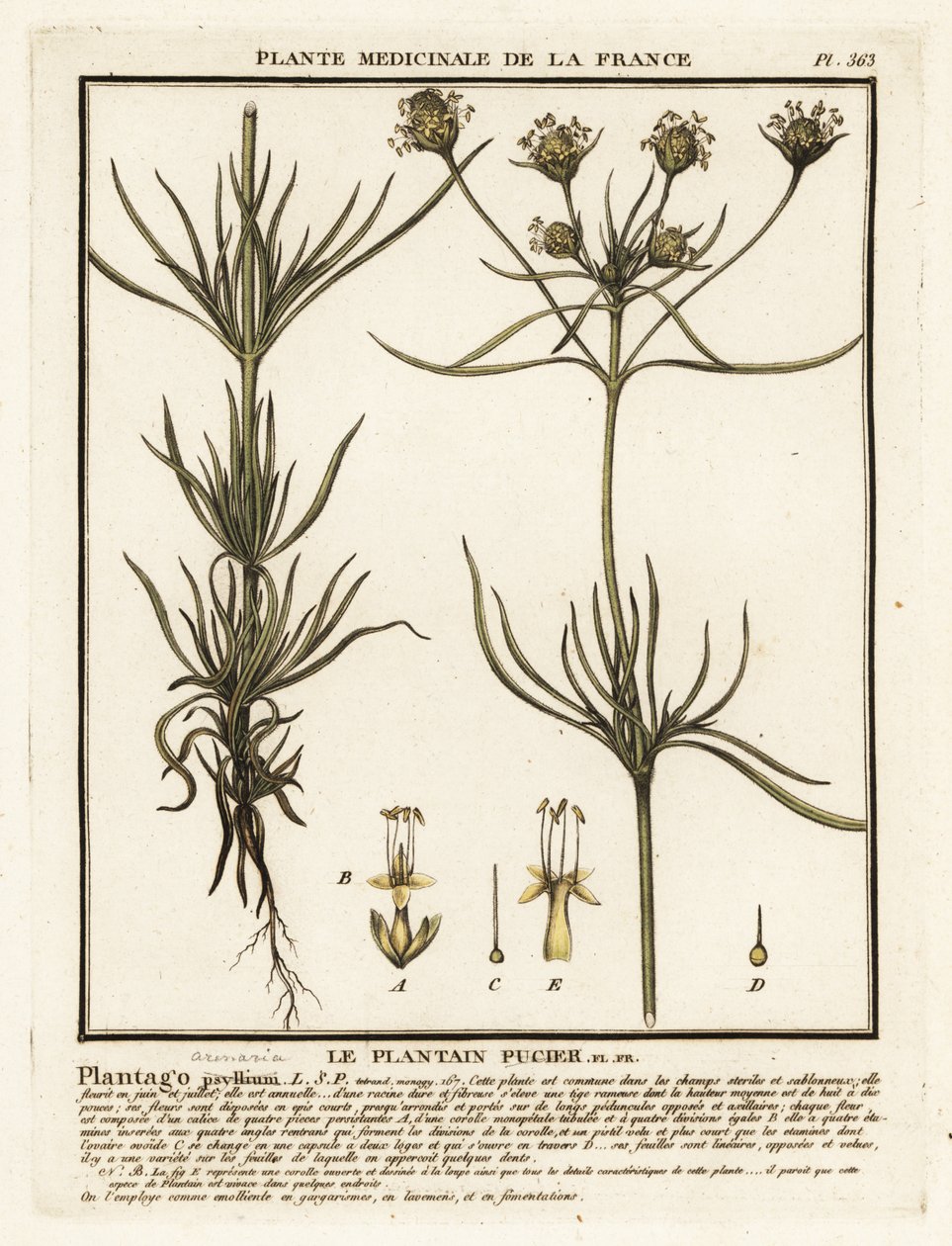 Forgrenet groblad, Plantago indica. av Unbekannter Künstler