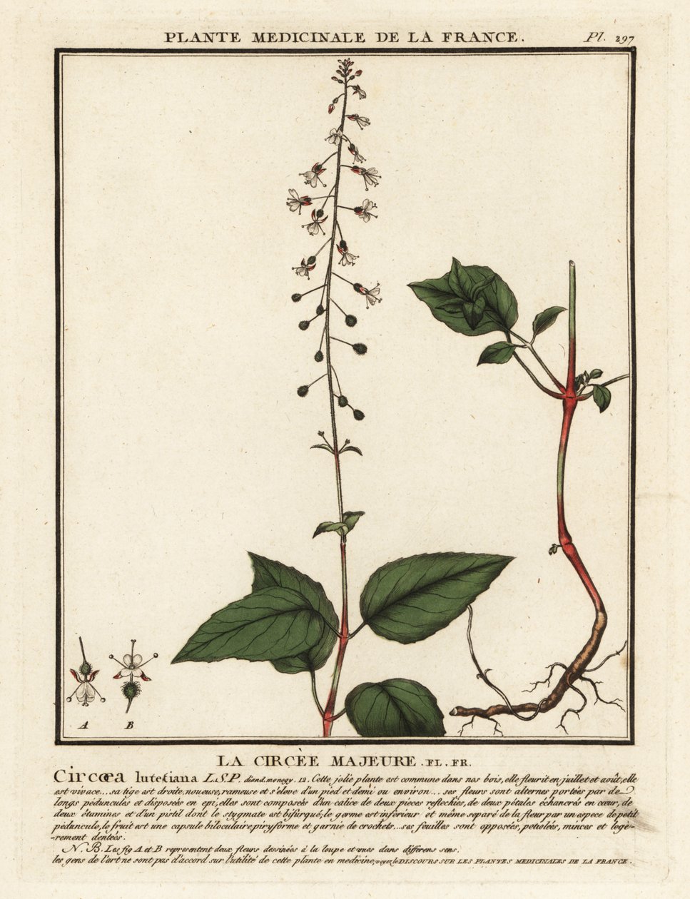 Bredbladet enchanter's nightshade, Circaea lutetiana. av Unbekannter Künstler