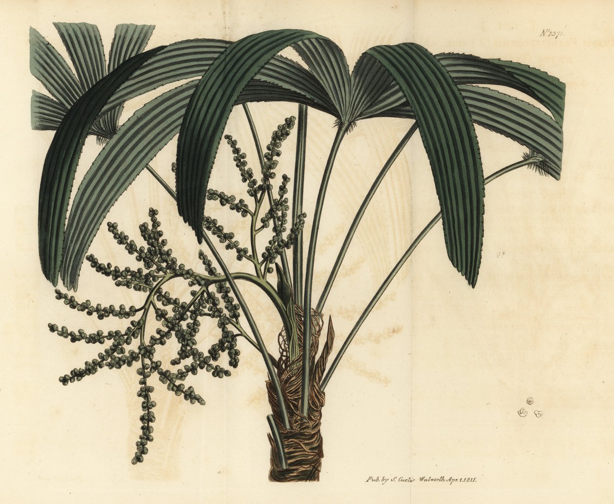 Bredbladet damepalme, Rhapis excelsa (hann dvergjordrotting, Rhapis flabelliformis hann av Unbekannt