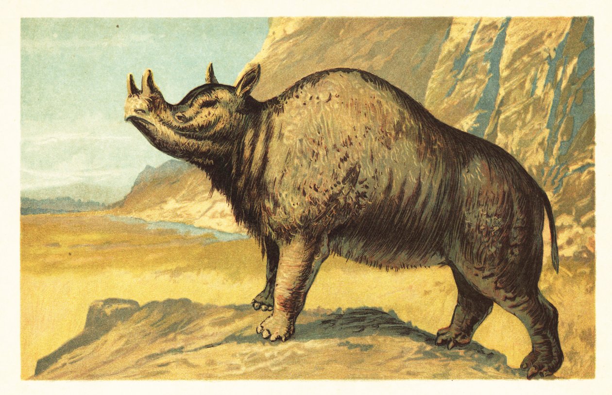 Brontops robustus eller Megacerops robustus.1908 (litografi) av Unbekannter Künstler