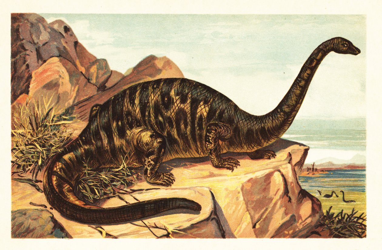 Brontosaurus excelsus , utdødd art av gigantisk firbeinte sau1908 (litografi) av Unbekannter Künstler
